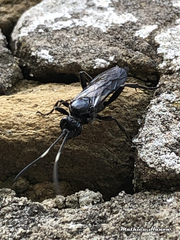 Stenichneumon culpator