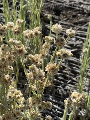 Pseudognaphalium sandwicensium