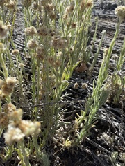 Pseudognaphalium sandwicensium