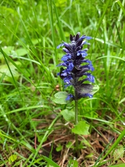 Ajuga reptans