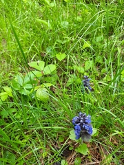 Ajuga reptans