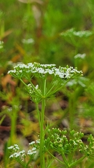 Ptilimnium capillaceum