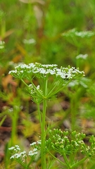 Ptilimnium capillaceum