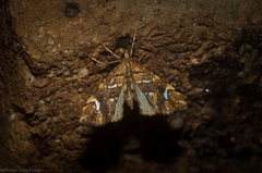 Musotima nitidalis
