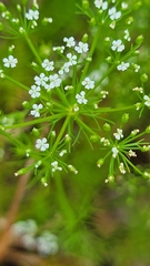 Ptilimnium capillaceum