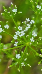 Ptilimnium capillaceum