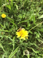 Epistrophe grossulariae