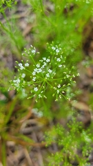 Ptilimnium capillaceum