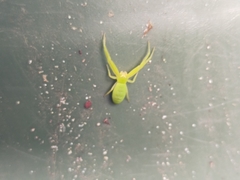 Cetratus