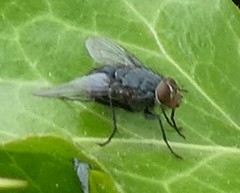 Calliphora