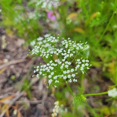 Ptilimnium capillaceum