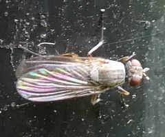 Diptera