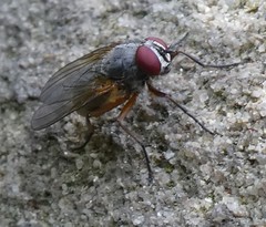 Diptera