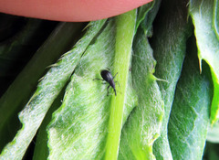 Ceratapion onopordi