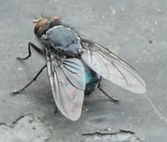 Calliphora