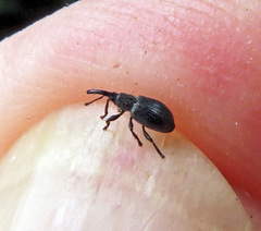 Ceratapion onopordi