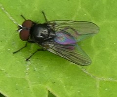 Diptera