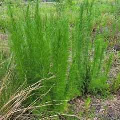 Eupatorium capillifolium