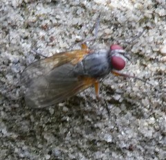 Diptera