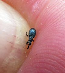 Ceratapion onopordi