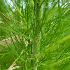 Eupatorium capillifolium