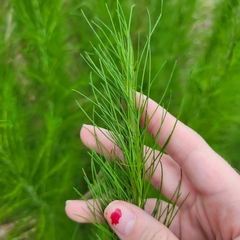 Eupatorium capillifolium