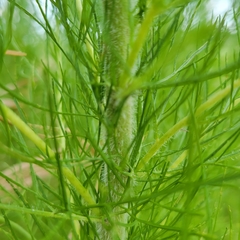 Eupatorium capillifolium