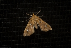 Musotima nitidalis