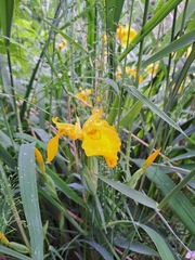 Iris pseudacorus