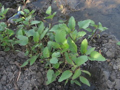 Xanthium orientale riparium