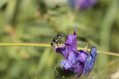 Oedemera nobilis