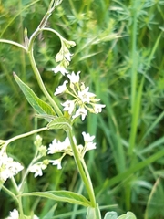 Vincetoxicum hirundinaria