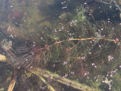Ceratophyllum submersum
