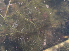 Ceratophyllum submersum