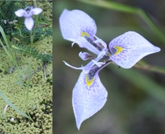 Moraea algoensis