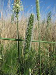 Alopecurus arundinaceus