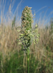 Alopecurus arundinaceus
