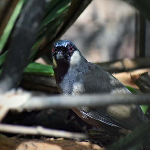 Black-throated Laughingthrush (Pterorhinus chinensis), photo 9