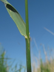 Alopecurus arundinaceus
