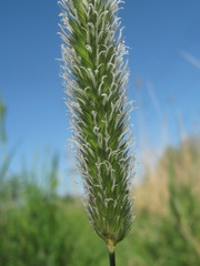 Alopecurus arundinaceus