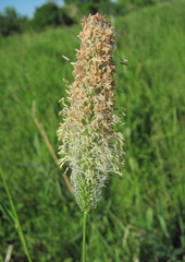 Alopecurus arundinaceus