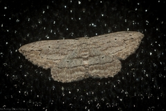 Scopula desita