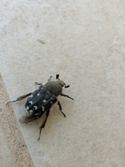 Heterocnemis graeca