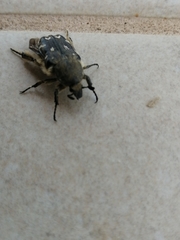 Heterocnemis graeca