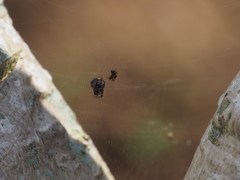 Parasteatoda merapiensis
