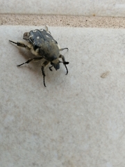 Heterocnemis graeca