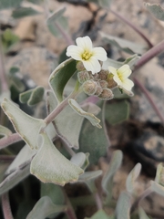 Christolea crassifolia