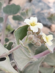 Christolea crassifolia