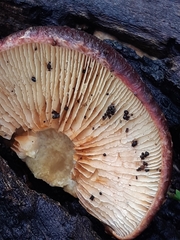 Gymnopilus purpuratus
