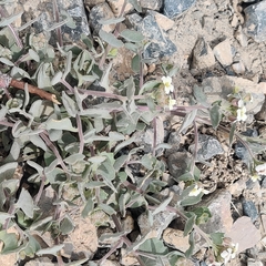 Christolea crassifolia